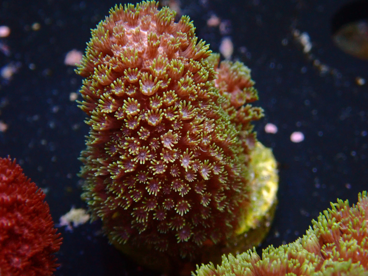 Madracis Formosa "Yellow Pink"| WYSIWYG