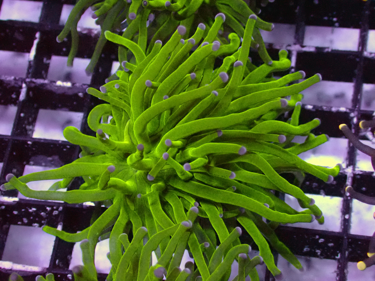Toxic Green Torch | WYSIWYG