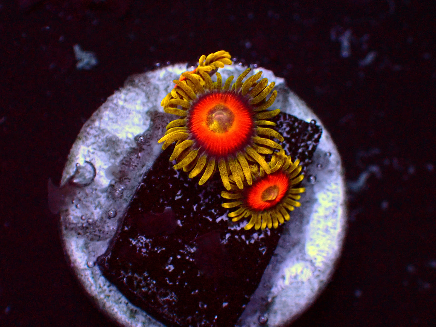 Super Sunflower Zoanthus | WYSIWYG