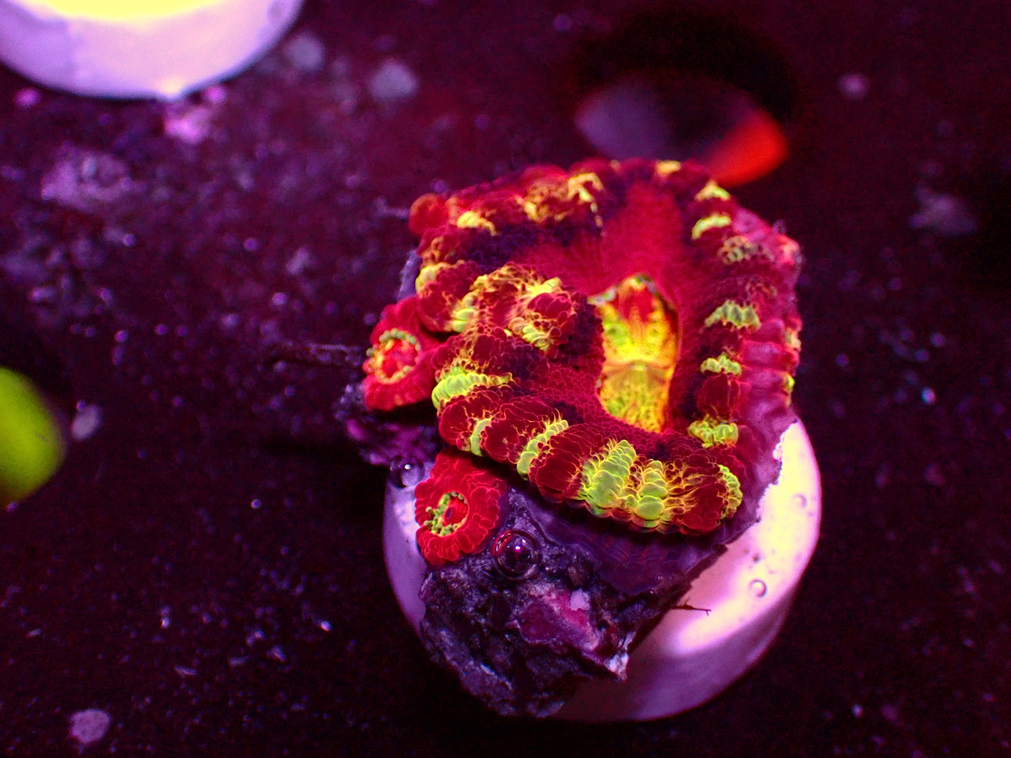 Asian Acan "Matergrade" | WYSIWYG