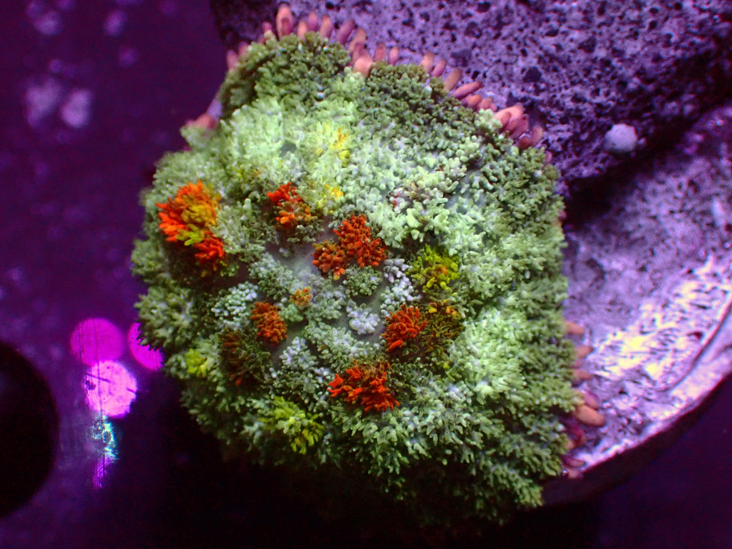 PR Rainbow Persian Rug Mushroom | WYSIWYG