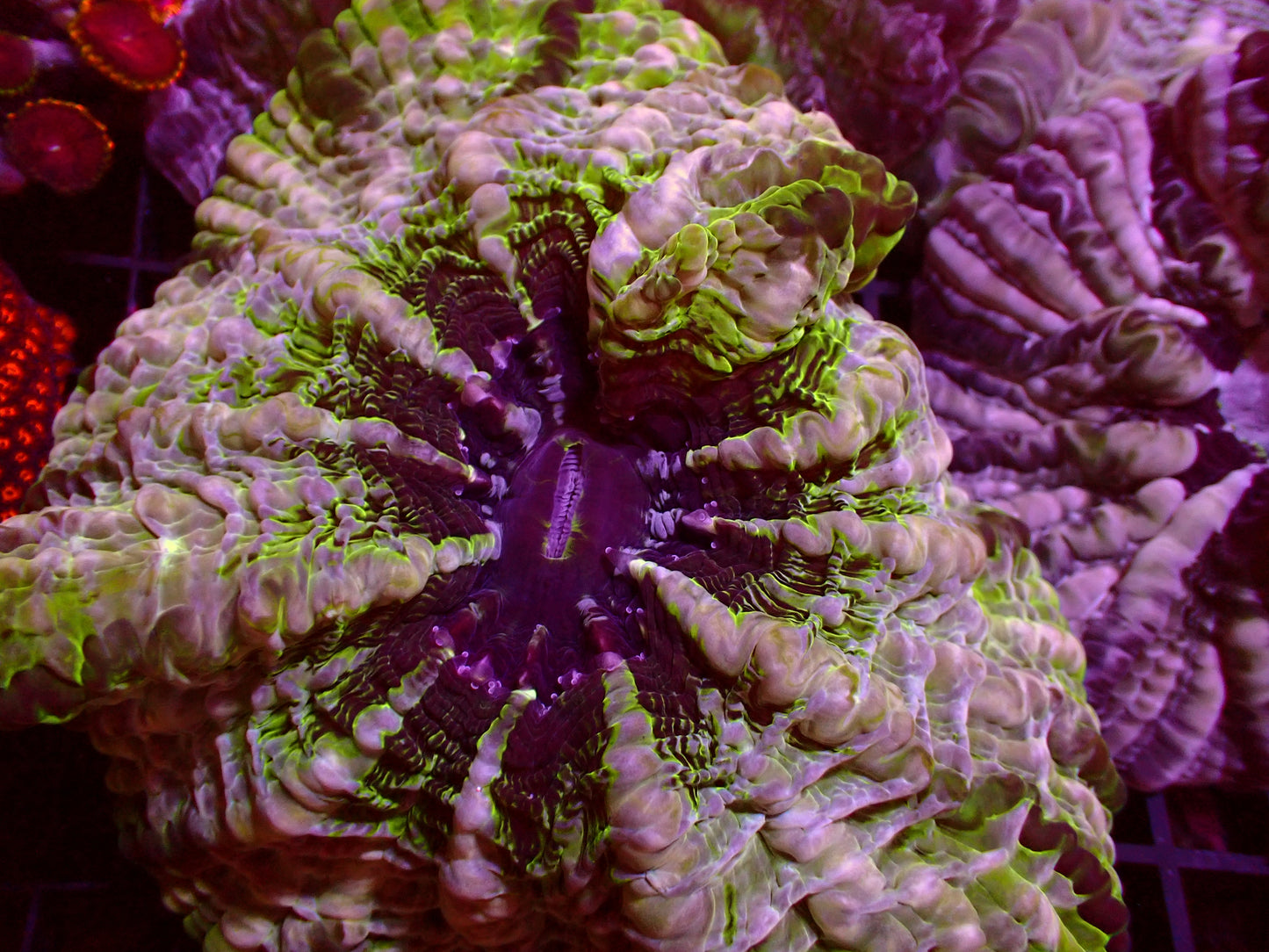 Sale! Master Indophyllia |WYSIWYG