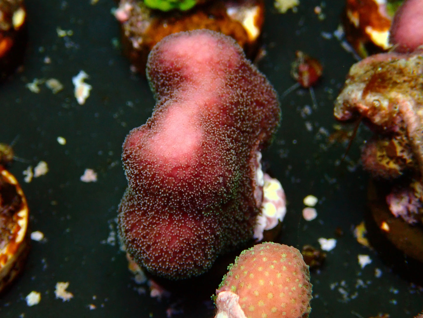 Pink Fiji Stylophora | WYSIWYG