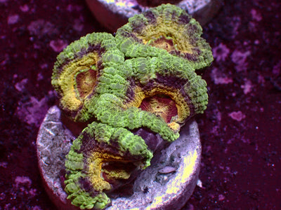 Golden Ufo Asian Acanthastrea | WYSIWYG