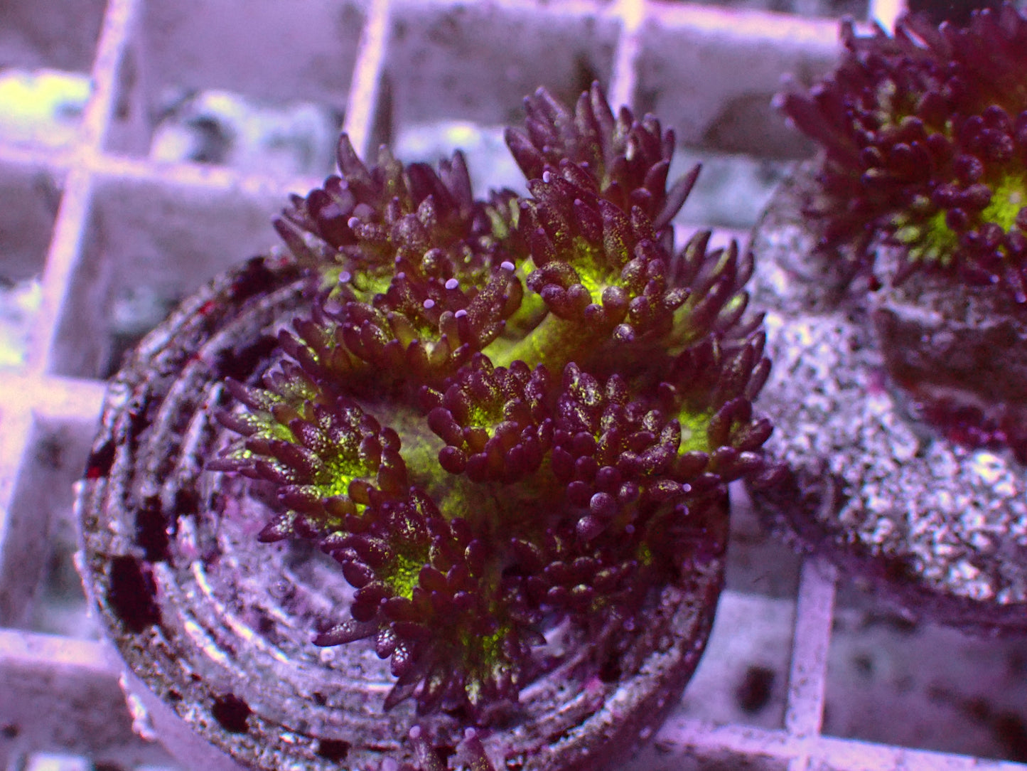 Galaxy Goniopora | WYSIWYG