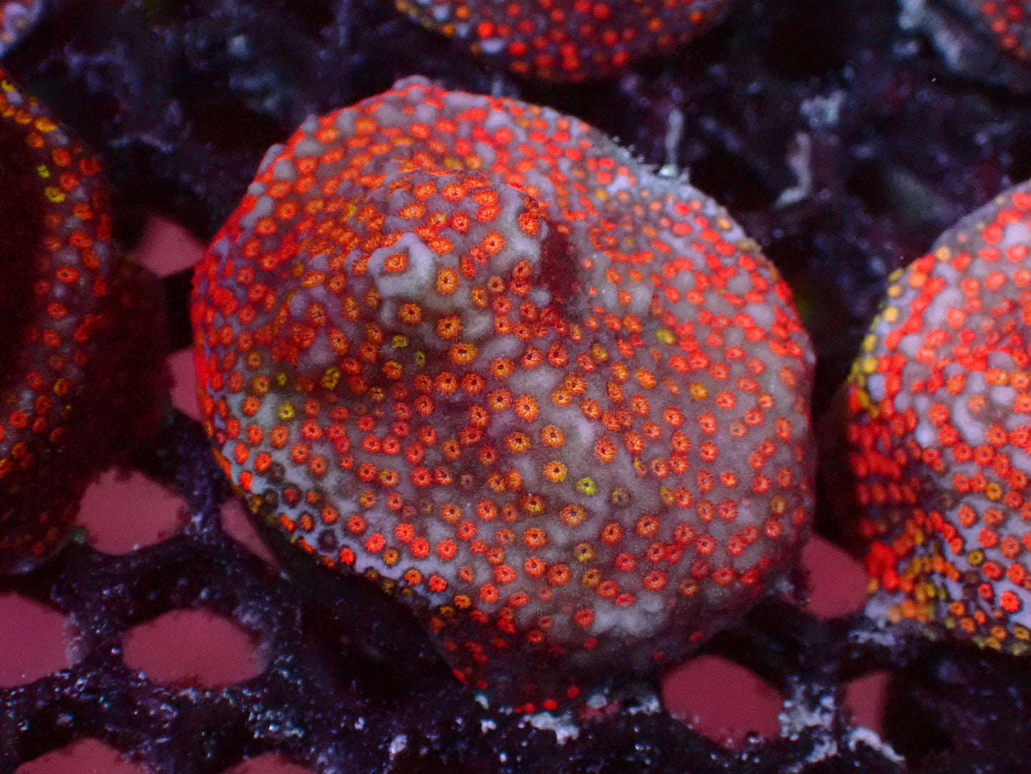 Rainbow Montipora | WYSIWYG
