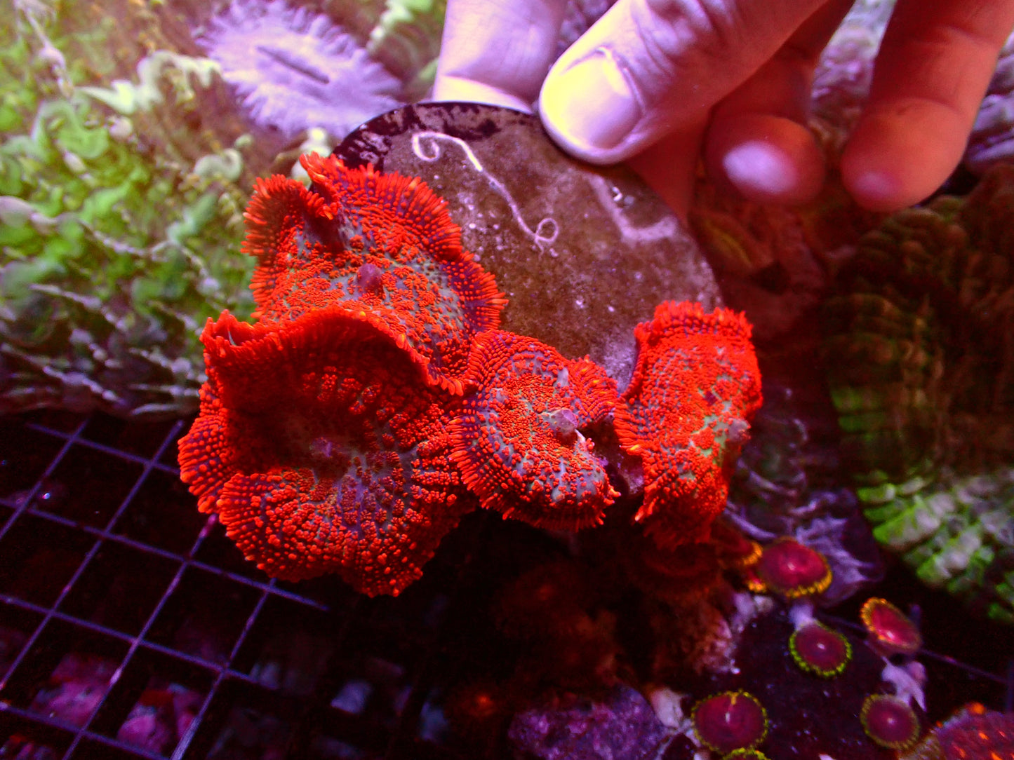 Superman Rhodactis | Colony