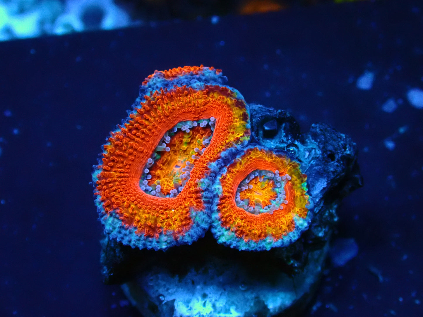 Acanthastrea Lordhowensis "Rainbow" | WYSIWYG