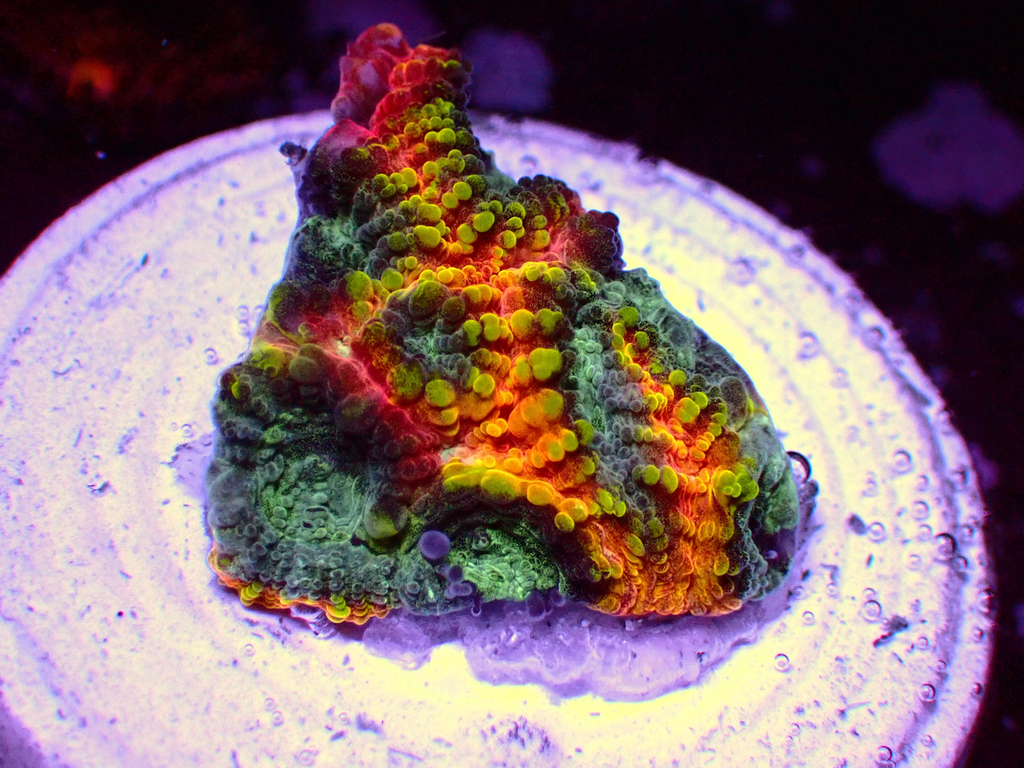 JF Yellow Submarine Favia | WYSIWYG