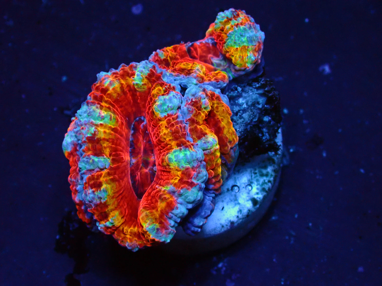 Acanthastrea Lordhowensis "Ultra Rainbow" | WYSIWYG