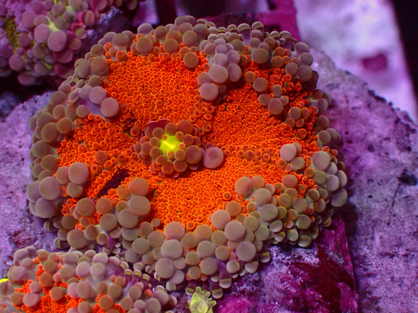PR Lorax Yuma Mushroom | WYSIWYG