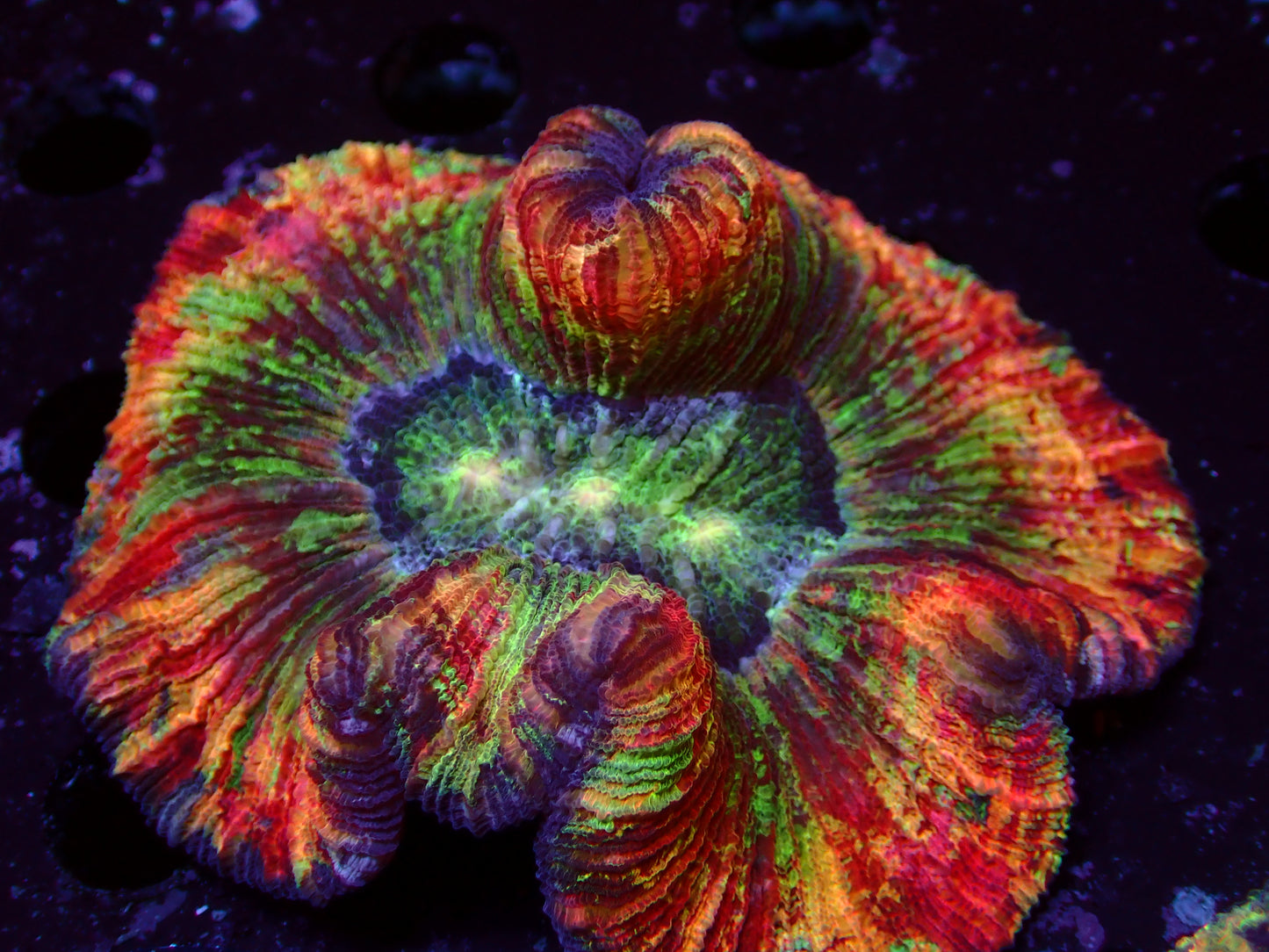 Super Rainbow Trachyphyllia | WYSIWYG