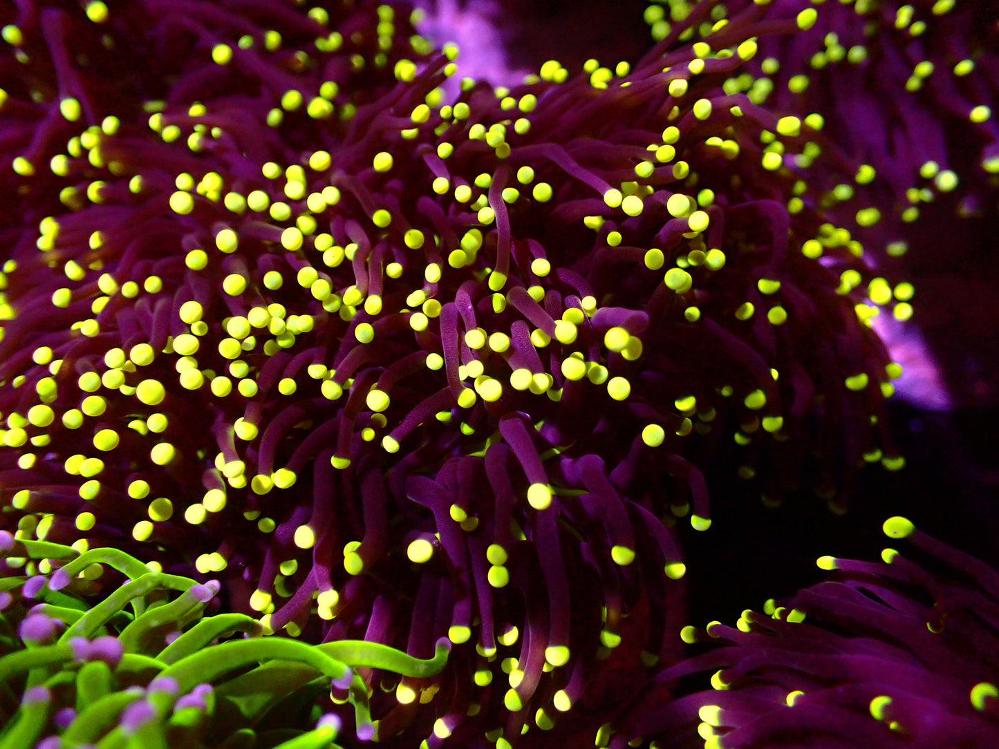 PR Black Torch | Ableger