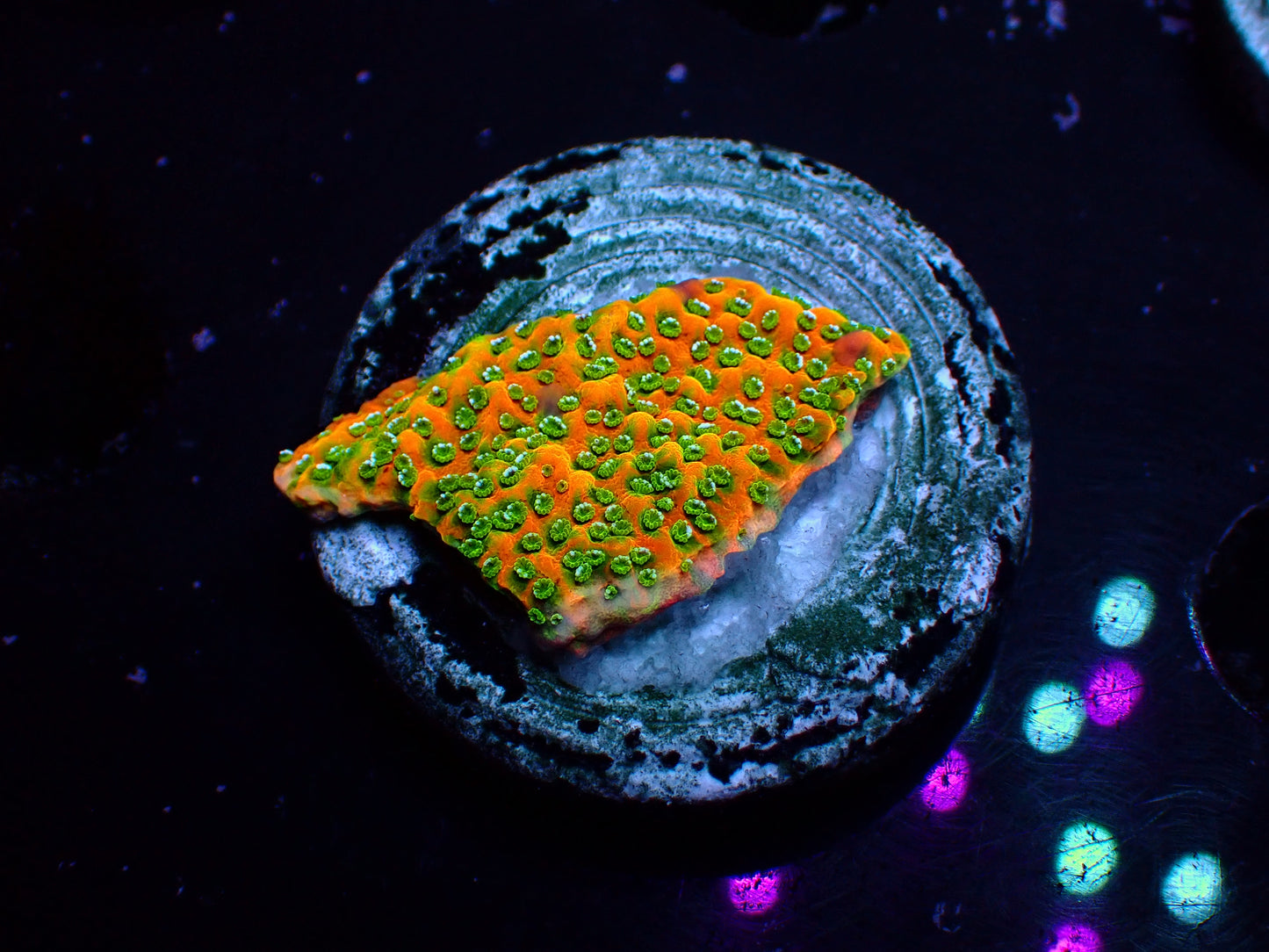 OG Goldrush Montipora | WYSIWYG