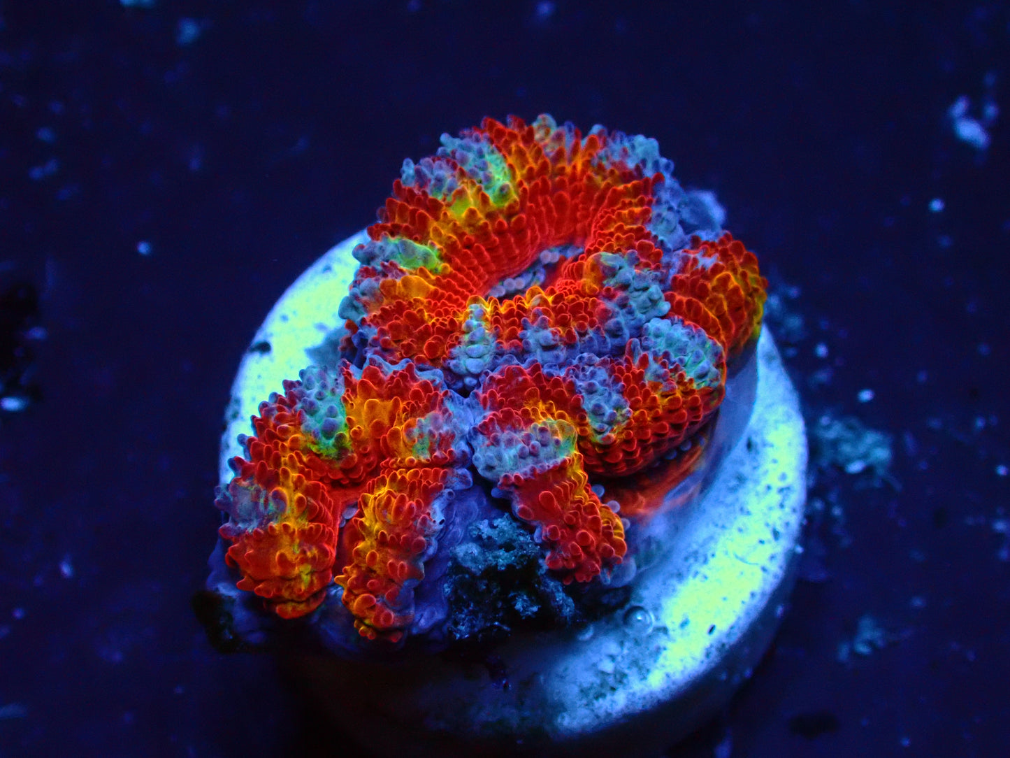 Acanthastrea Lordhowensis "Ultra Rainbow" | WYIWYG