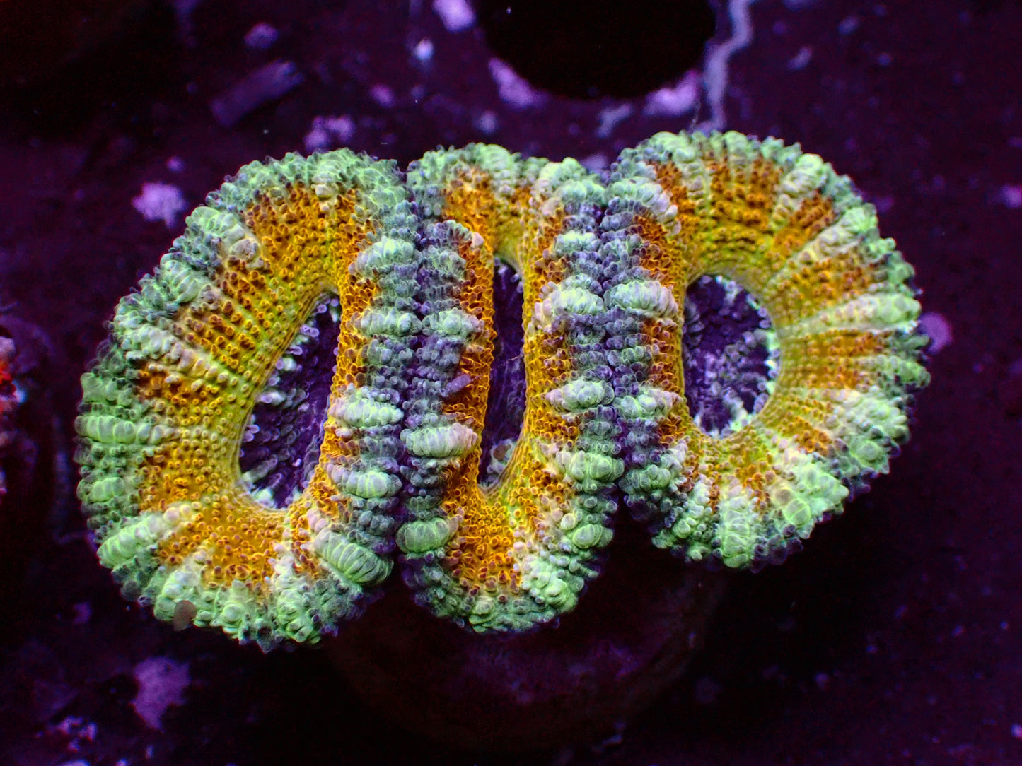 PR Ultra Yellow Rim Acanthastrea (Aussie) | WYSIWYG