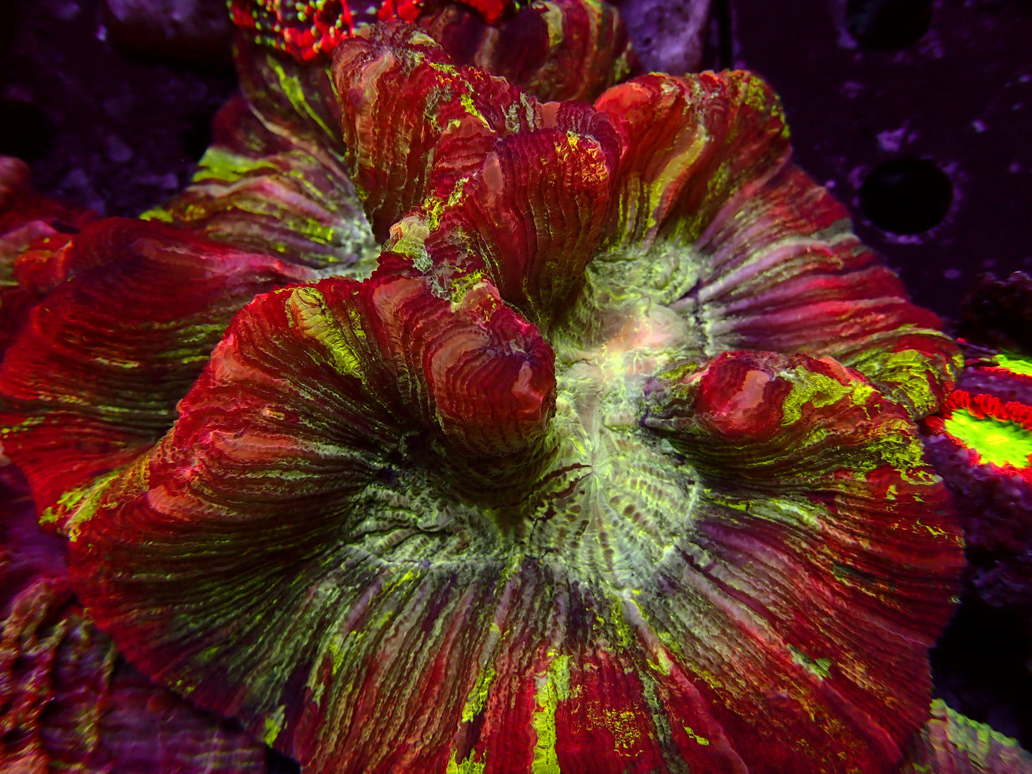 Mastergrade Trachyphyllia | WYSIWYG