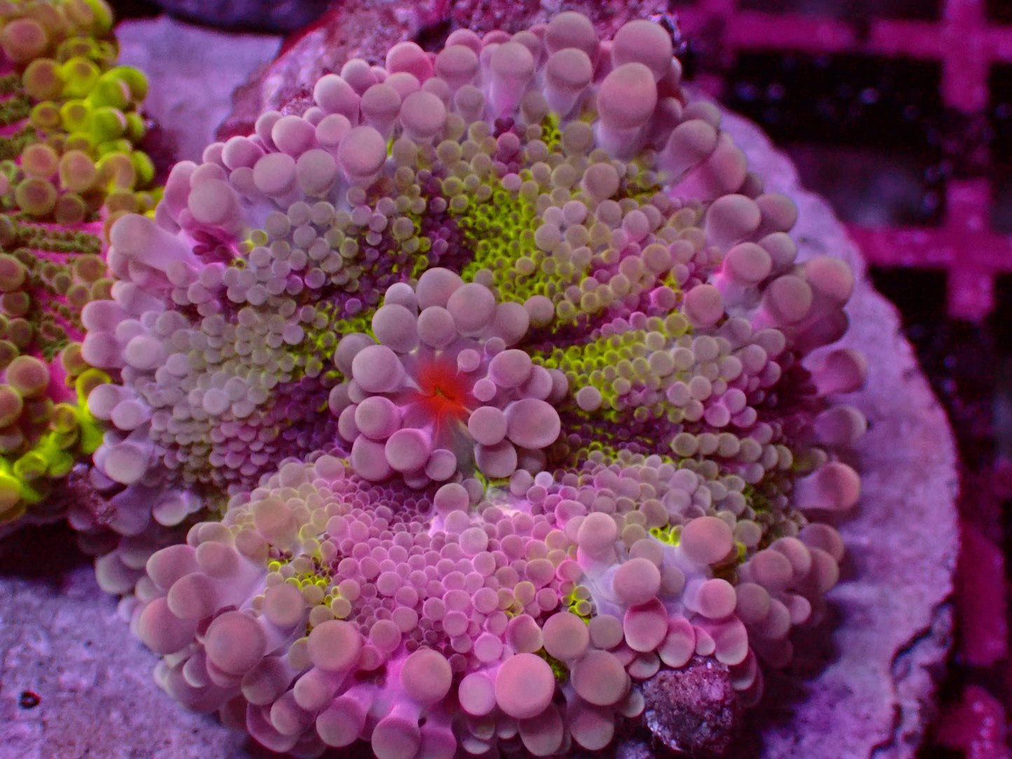 Incredible Yuma Mushroom | WYSIWYG