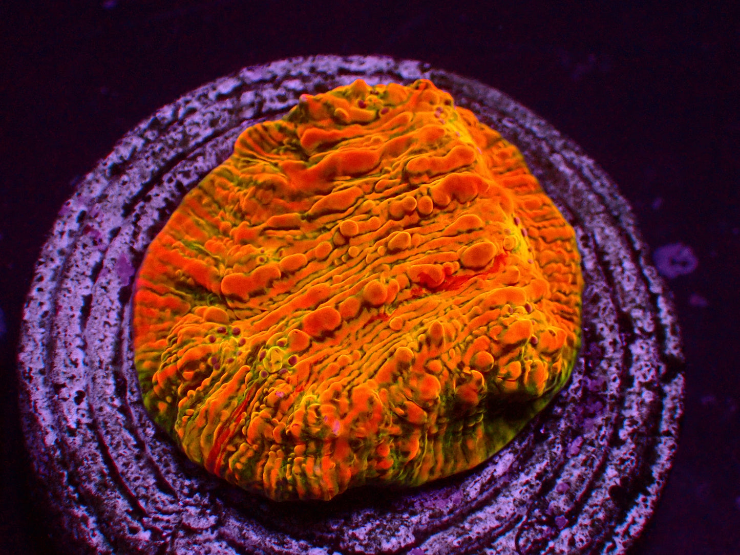 WWC Stellaria Chalice | WYSIWYG