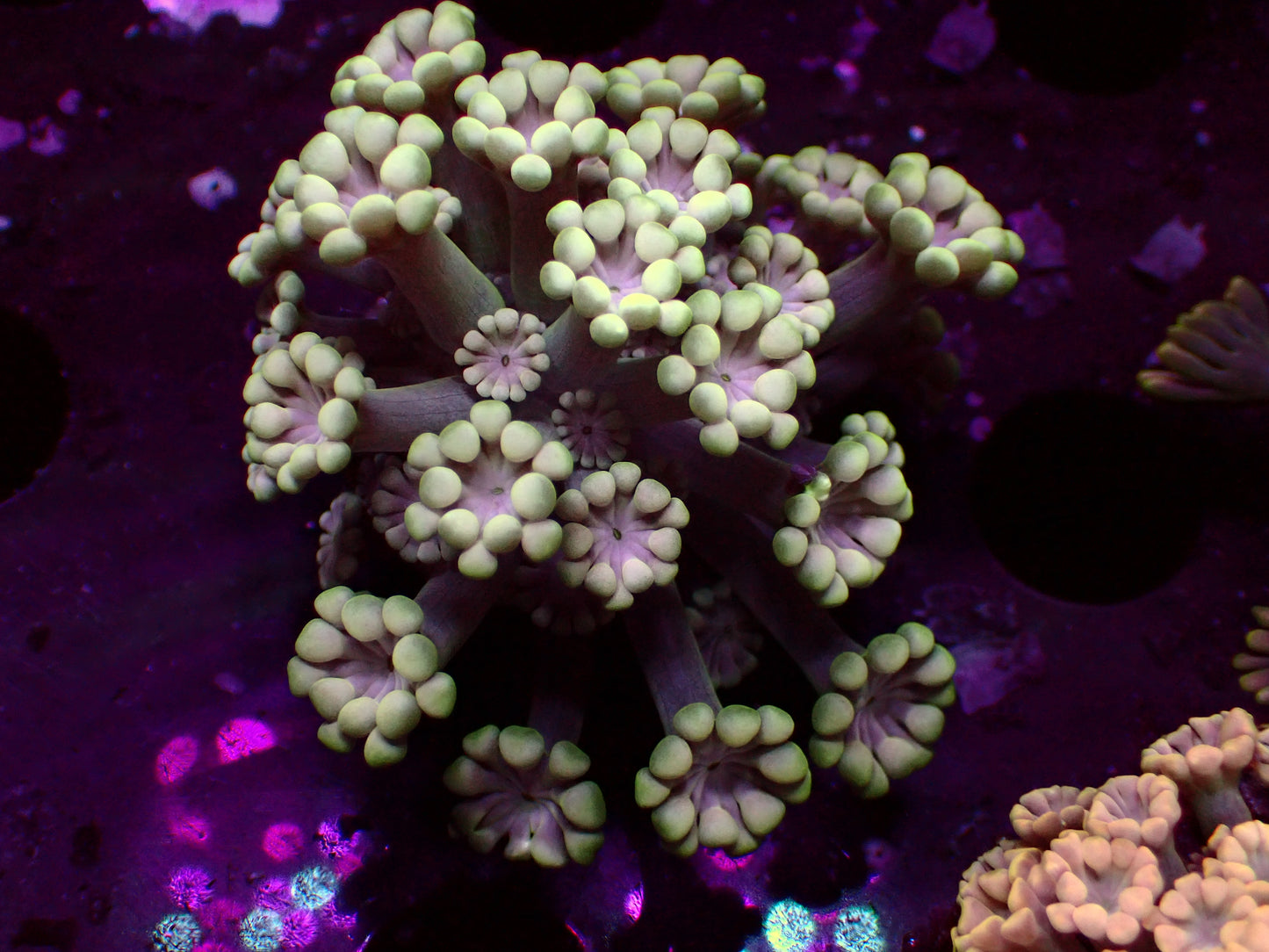 Alveopora "Premium" | WYSIWYG