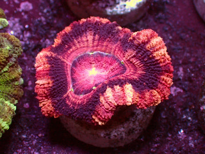 Insane Pink Asian Acanthastrea | WYSIWYG