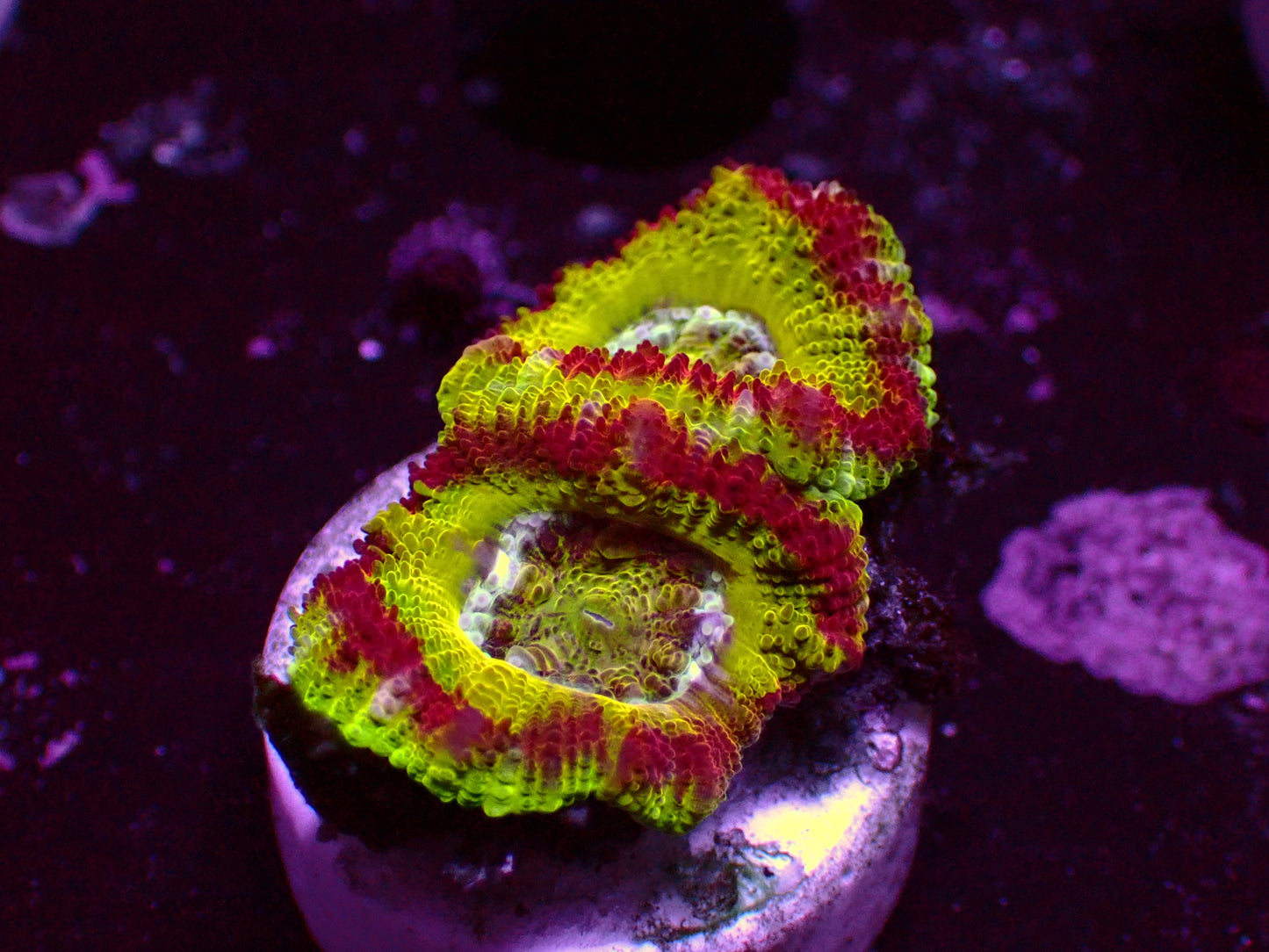 Asian Acan "Crazy Ufo" | WYSIWYG