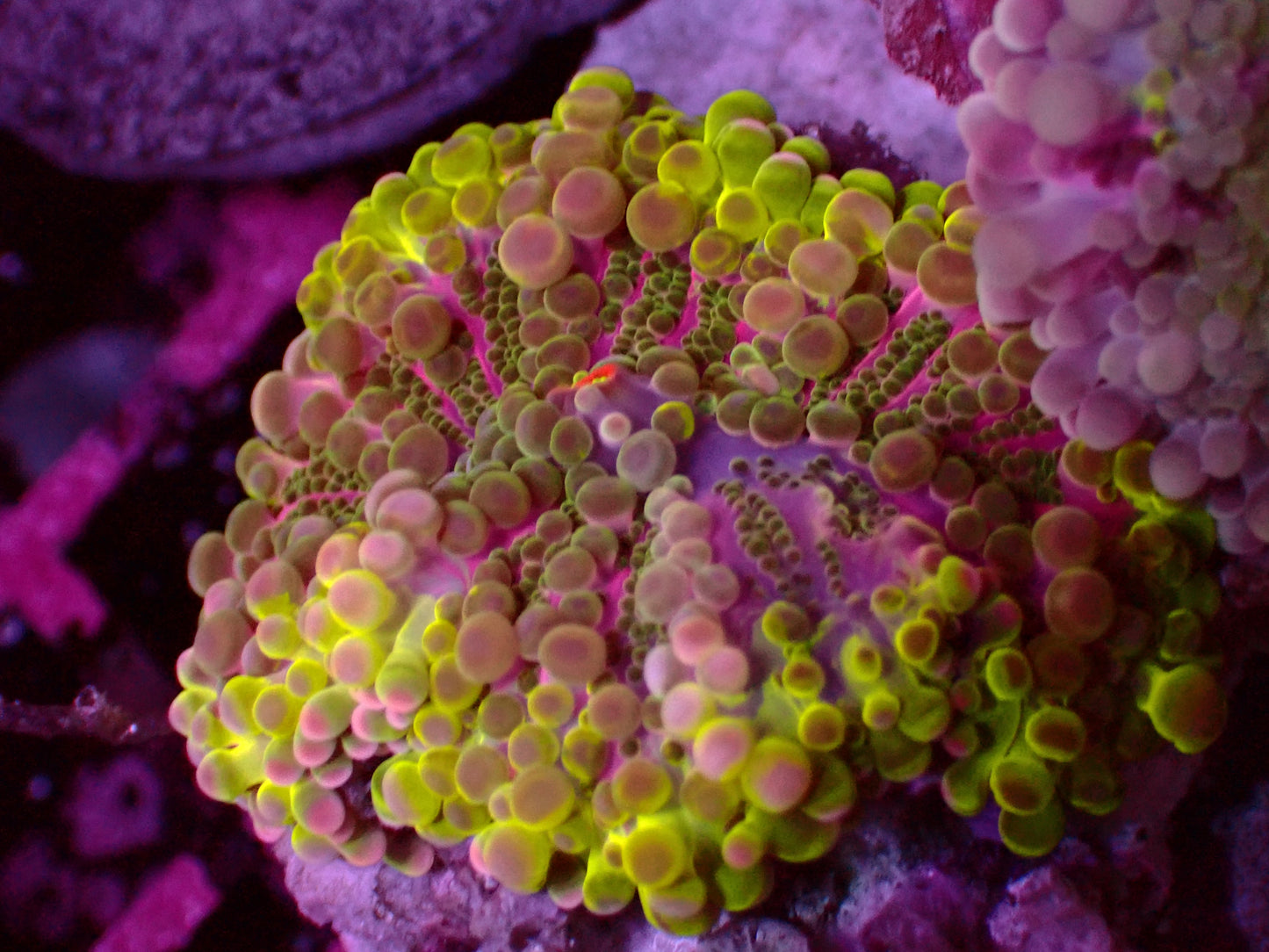 Purple Hulk Yuma Mushroom | WYSIWYG