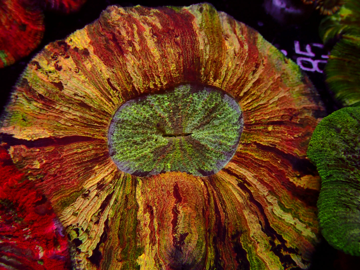 Yellow Mastergrade Trachphyllia | WYSIWYG