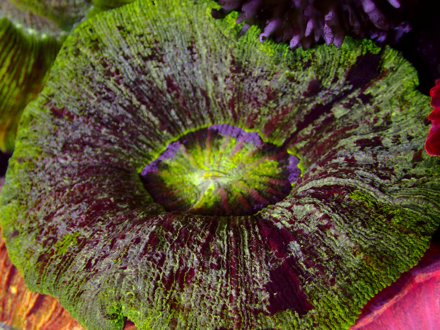 Ultra Speckled Trachyphyllia | WYSIWYG