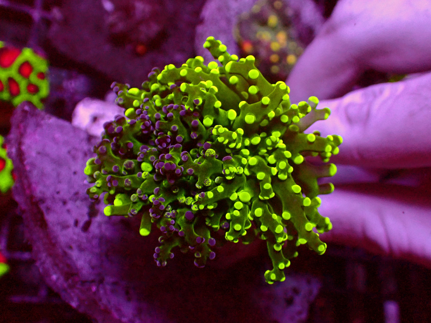 Toxic Splatter Paradivisa | WYSIWYG