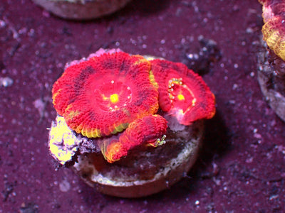 Vulcano Asian Acanthastrea | WYSIWYG