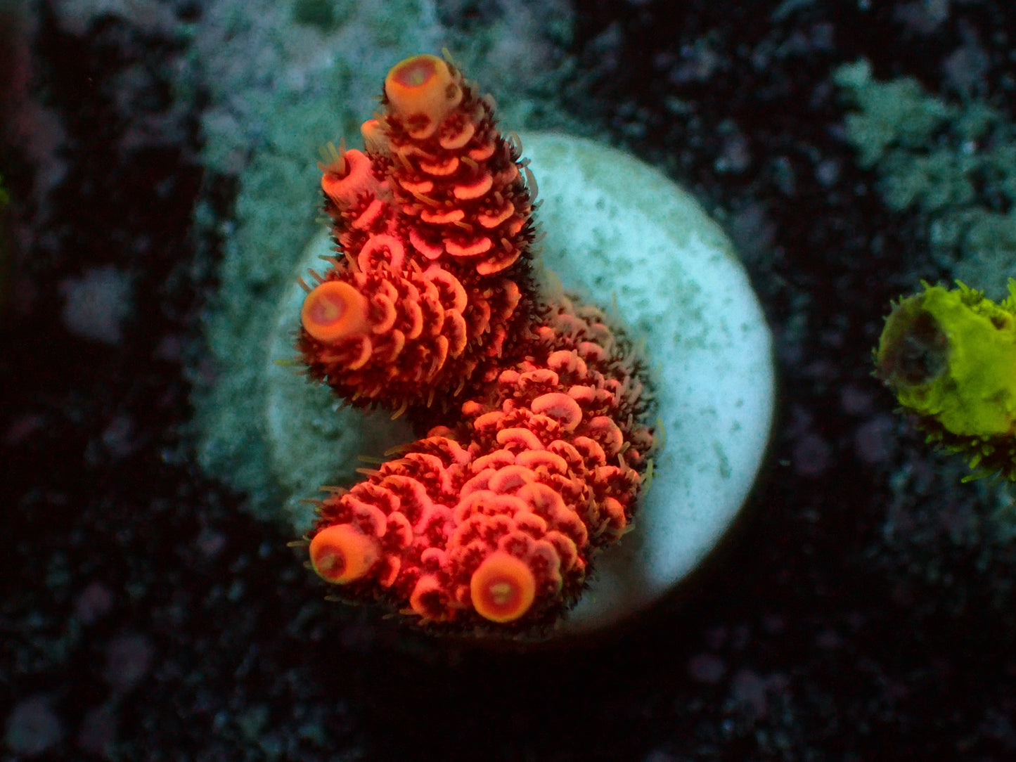 Acropora Millepora "Pink" | WYSIWYG