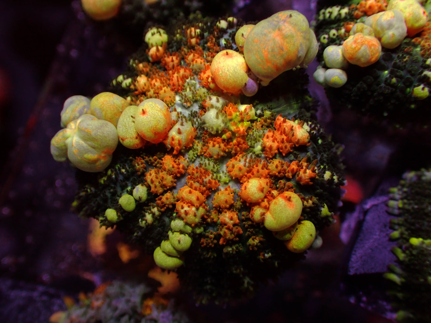 TCK Powerball Bounce Mushroom | WYSIWYG