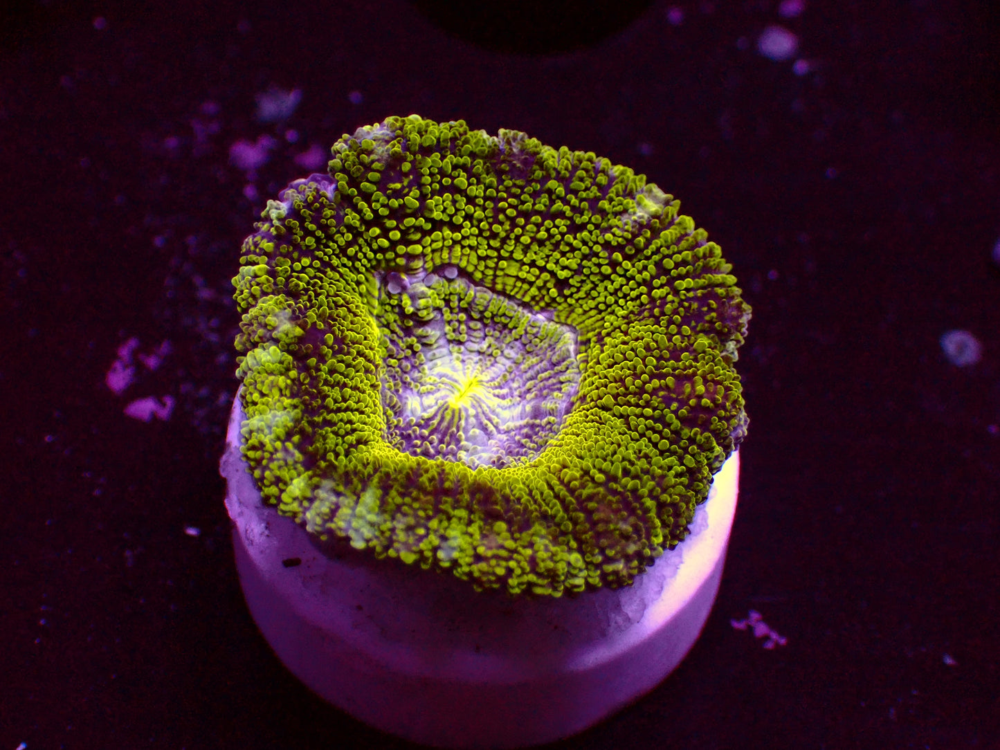 Asian Acan "Ultra Green" | WYSIWYG