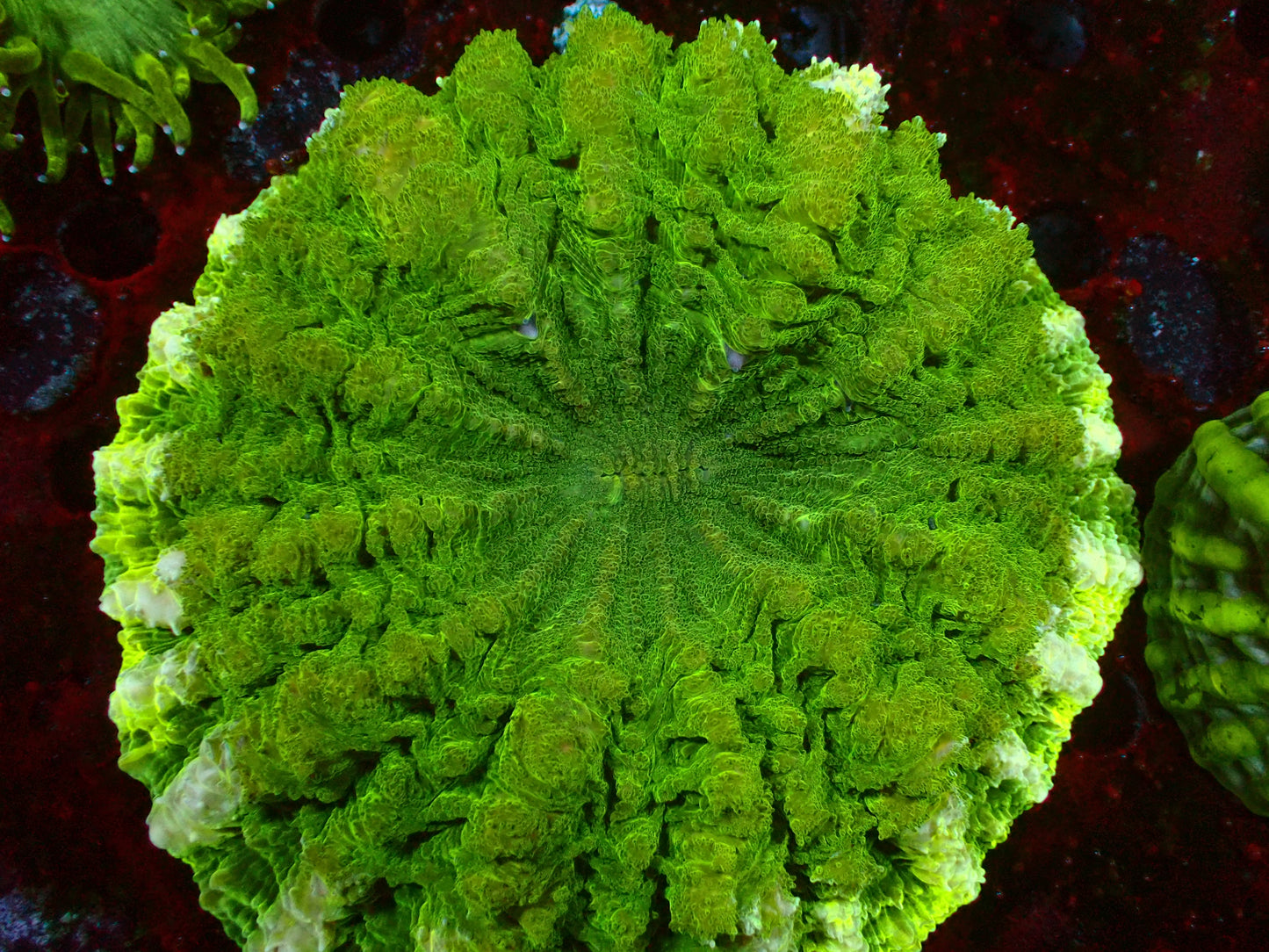 Ultra Green Acanthophyllia | WYSIWYG