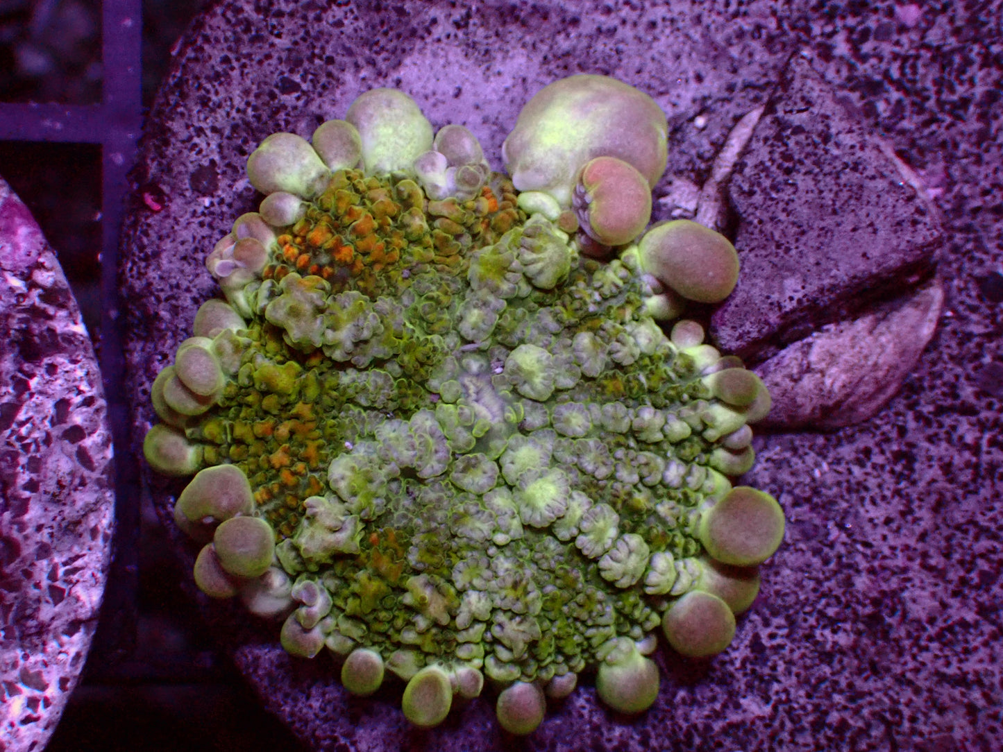 PR Sunset Bounce Mushroom | WYSIWYG