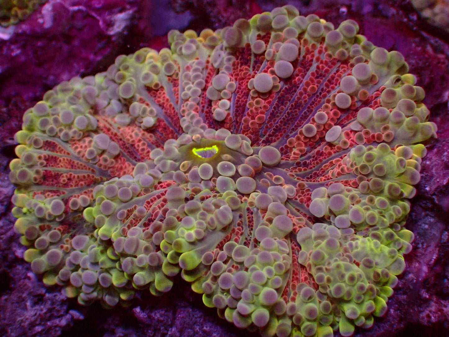 Rainbow Yuma Mushroom | WYSIWYG