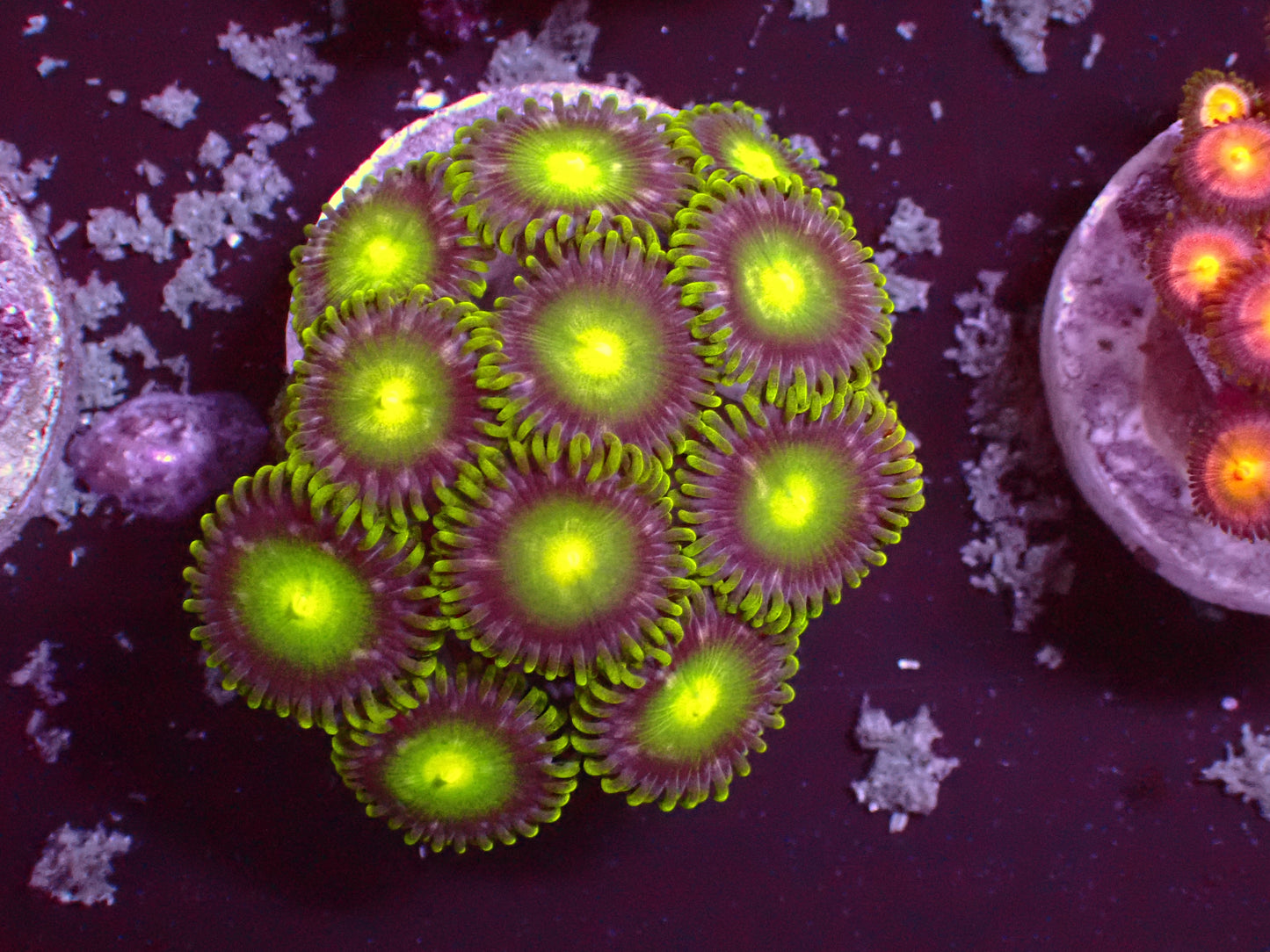 Zoanthus Ultra Radioactive | WYSIWYG