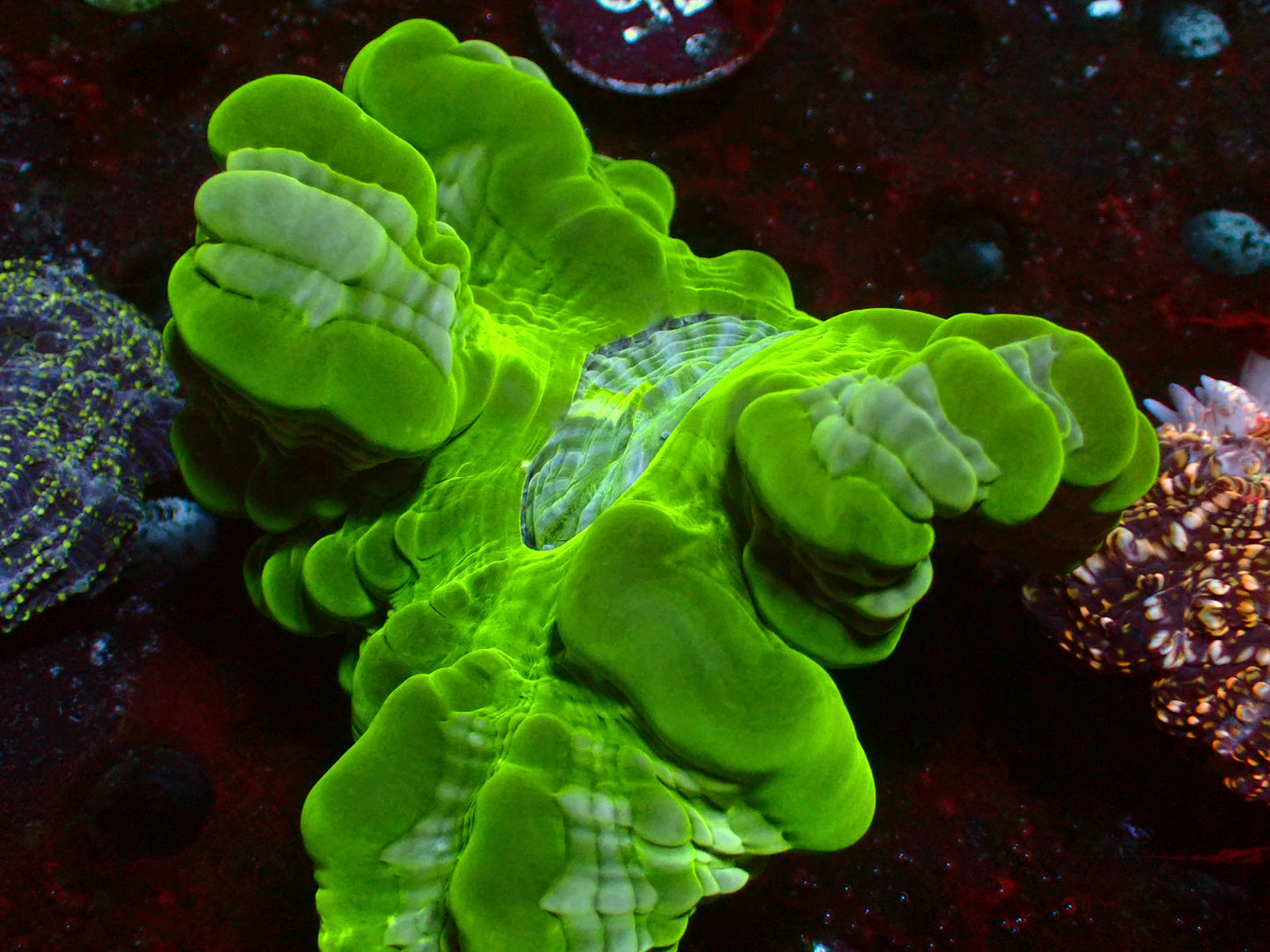 Ultra Toxic Cynarina | WYSIWYG