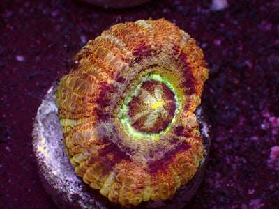 Holy Ufo Asian Acanthastrea | WYSIWYG