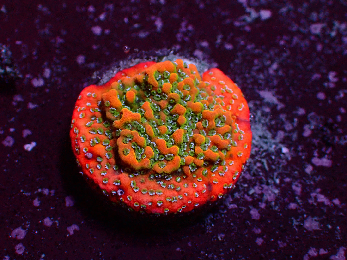 OG Goldrush Montipora | WYSIWYG