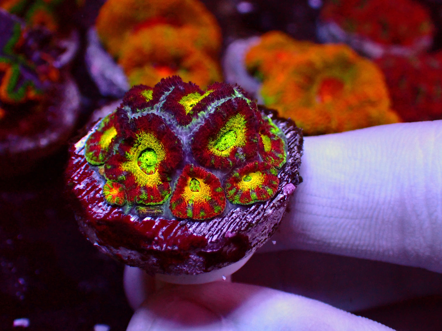 Rare! WWC Red Rubby Micromussa | Ableger