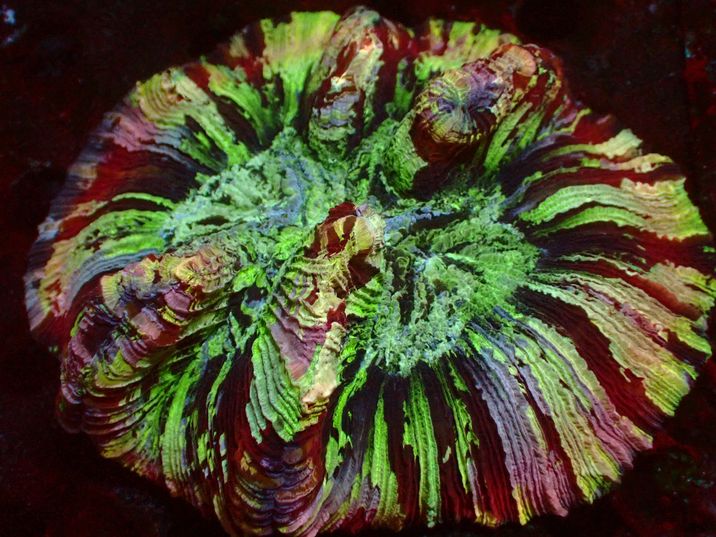 Mastergrade Trachyphyllia | WYSIWYG