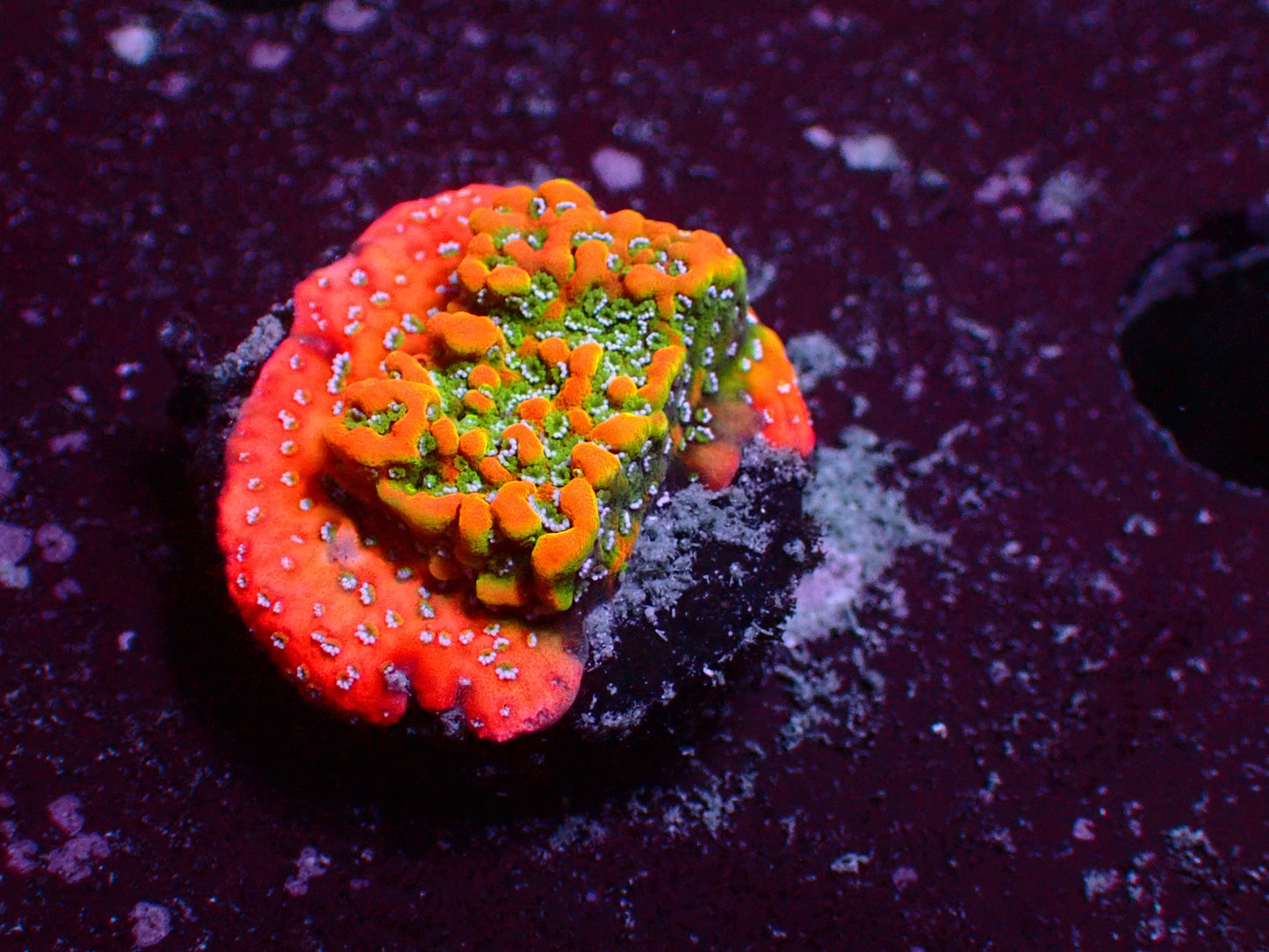 OG Goldrush Montipora | WYSIWYG