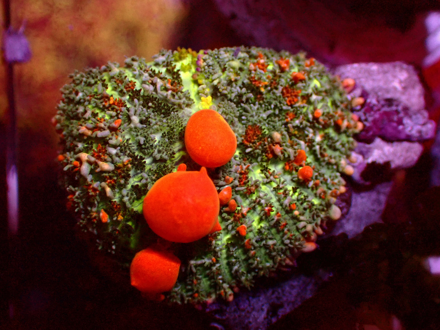 WWC Sunkist Bounce Mushroom | WYSIWYG