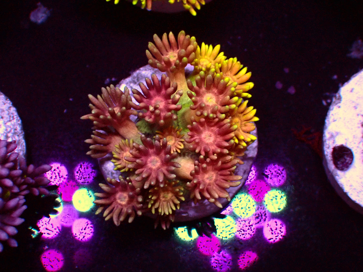OG Rainbow Goniopora | WYSIWYG