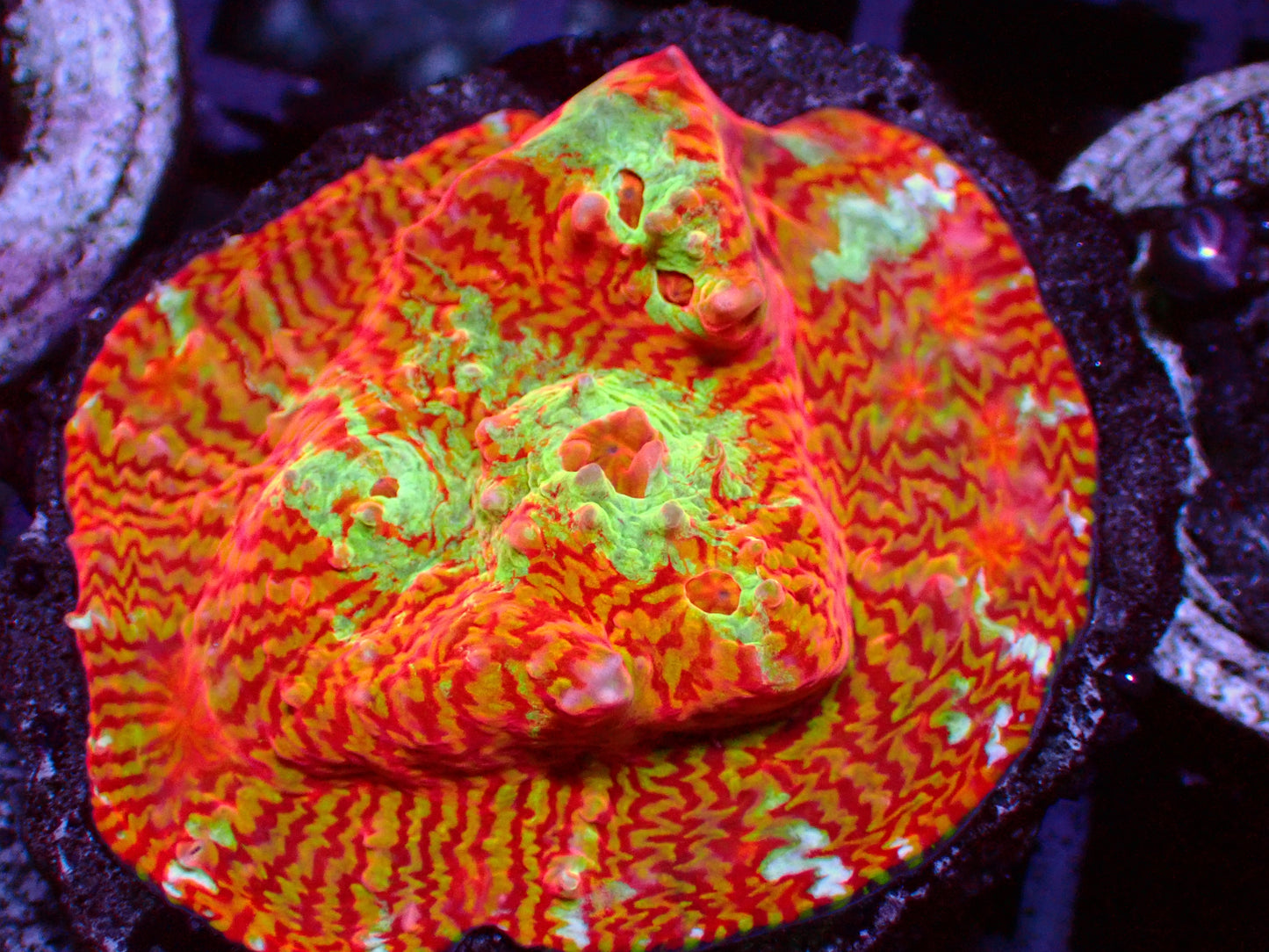 PR Crazy Rainbow Convict Chalice | Cut to order