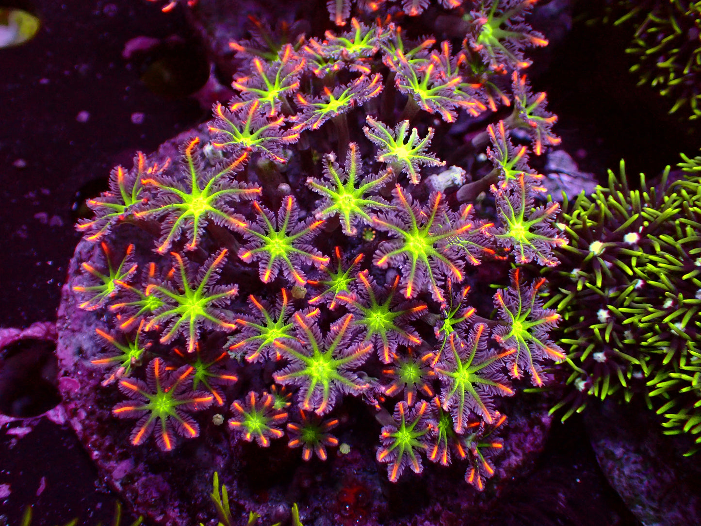 Ultra Tricolor Clavularia | WYSIWYG