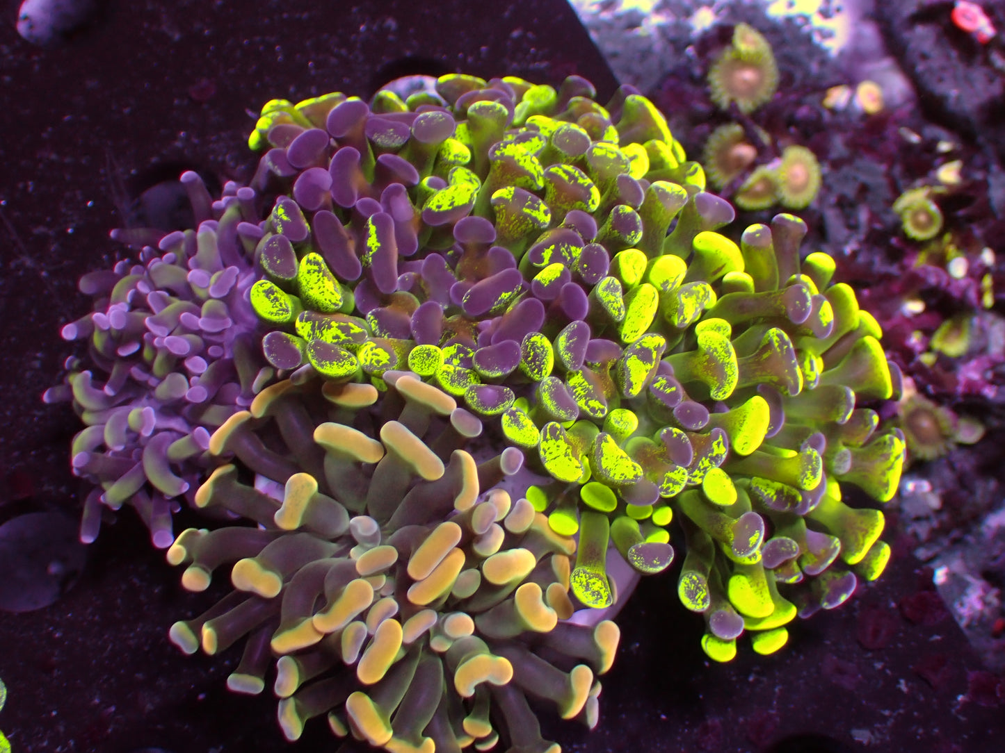 Mix Hammer Garden | WYSIWYG