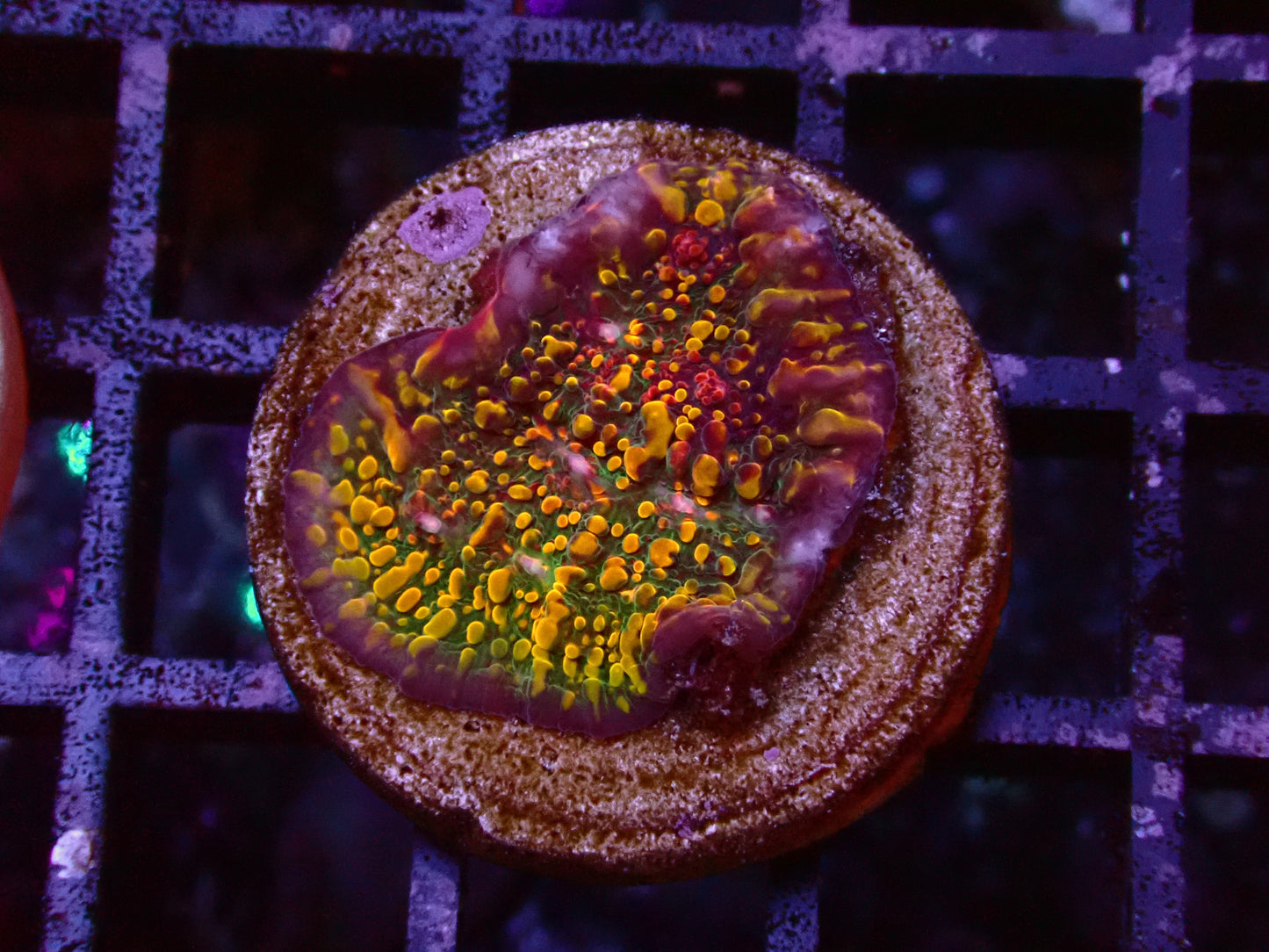 CC Cloudberry Chalice | WYSIWYG